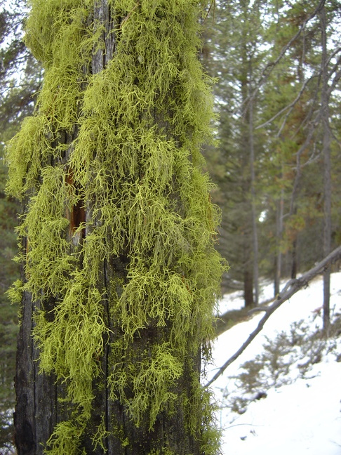 Lichen